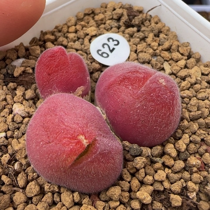 红毛翠滴多肉脱土623