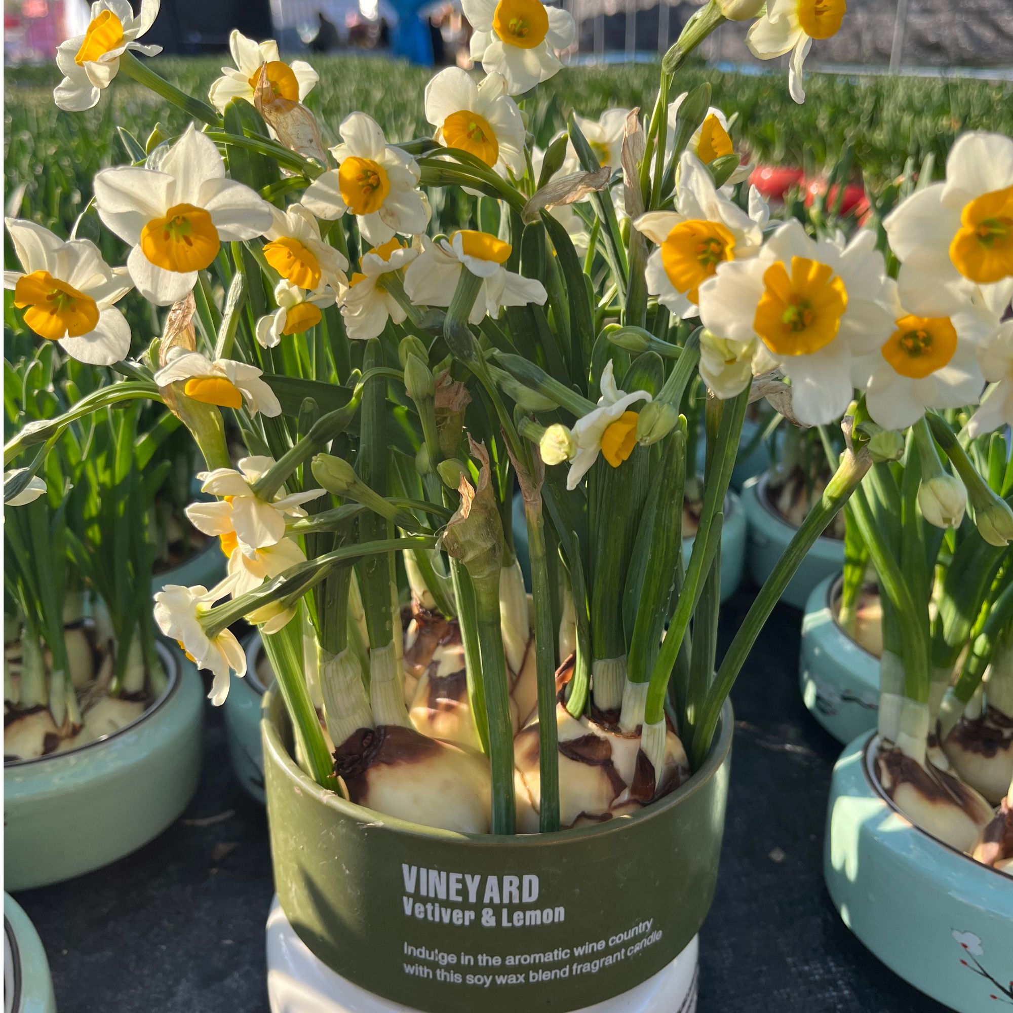 【年宵花】漳州水仙花种球带盆发货正宗特级高档水培开花浓香