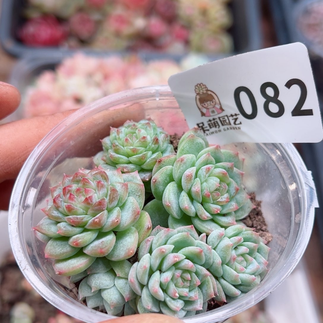 多肉植物多肉植物