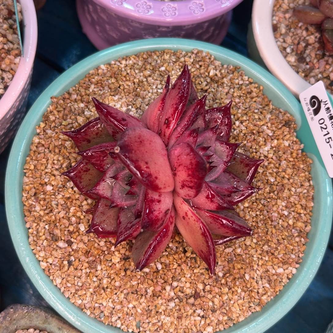 多肉一物一拍0215-281