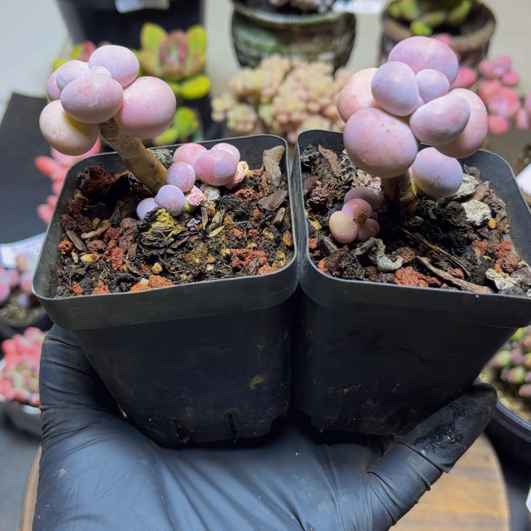 261元旦福利！橙奶2颗19.9