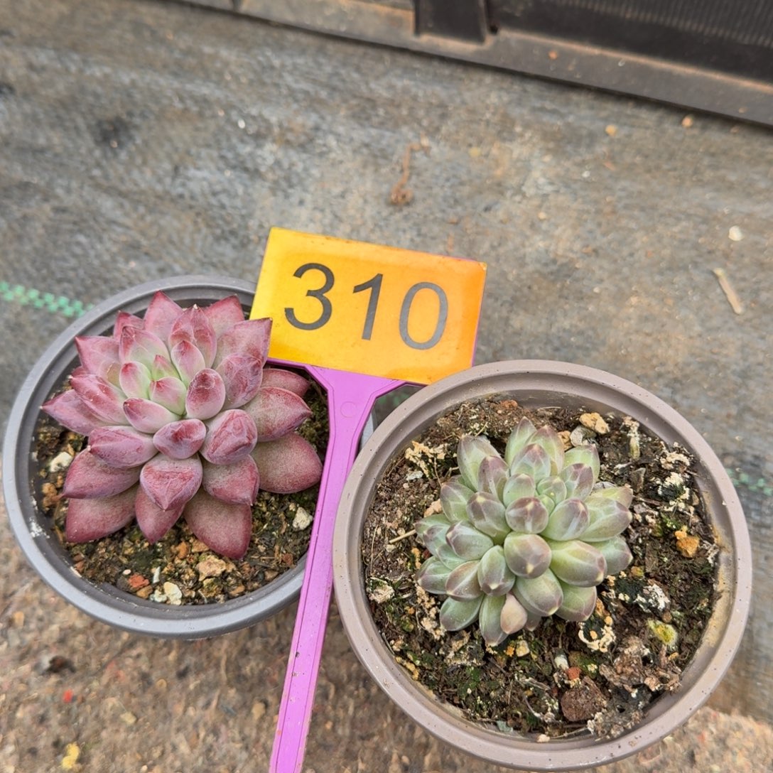 多肉植物两颗多肉310