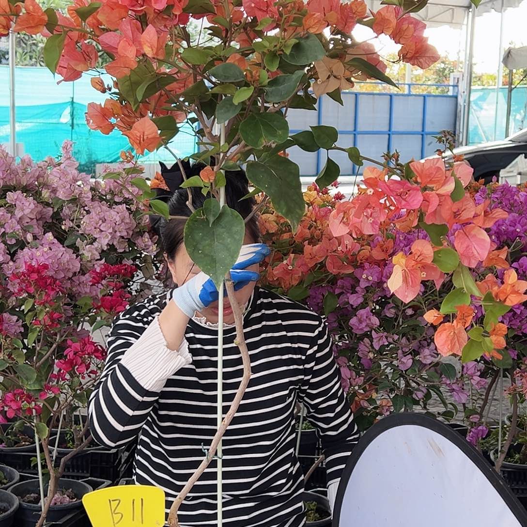 @***@大部分花苞少量开放B12阿达娜