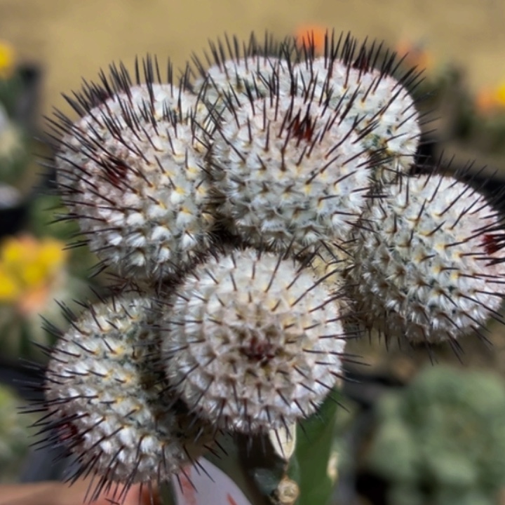 无花朵直刺培蕾缀化230