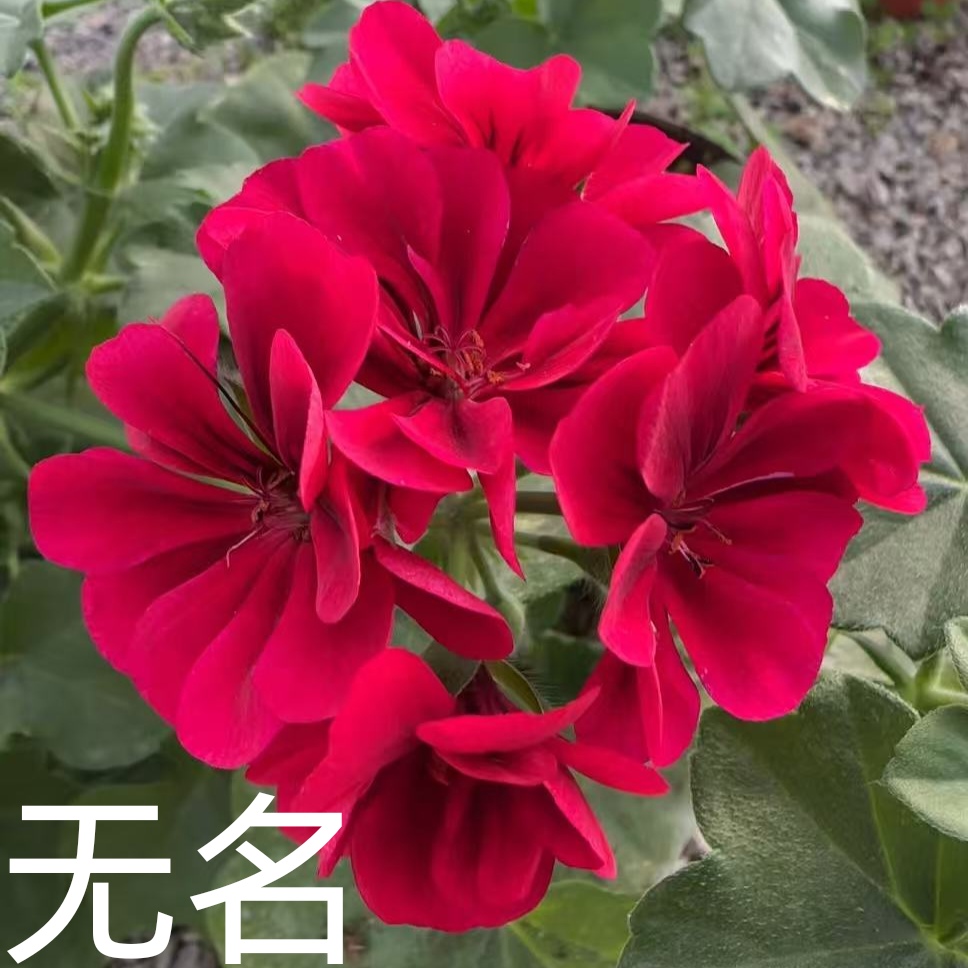 【紫天鹅】垂钓重瓣天竺葵低于零下拍保温不拍不冻伤负责