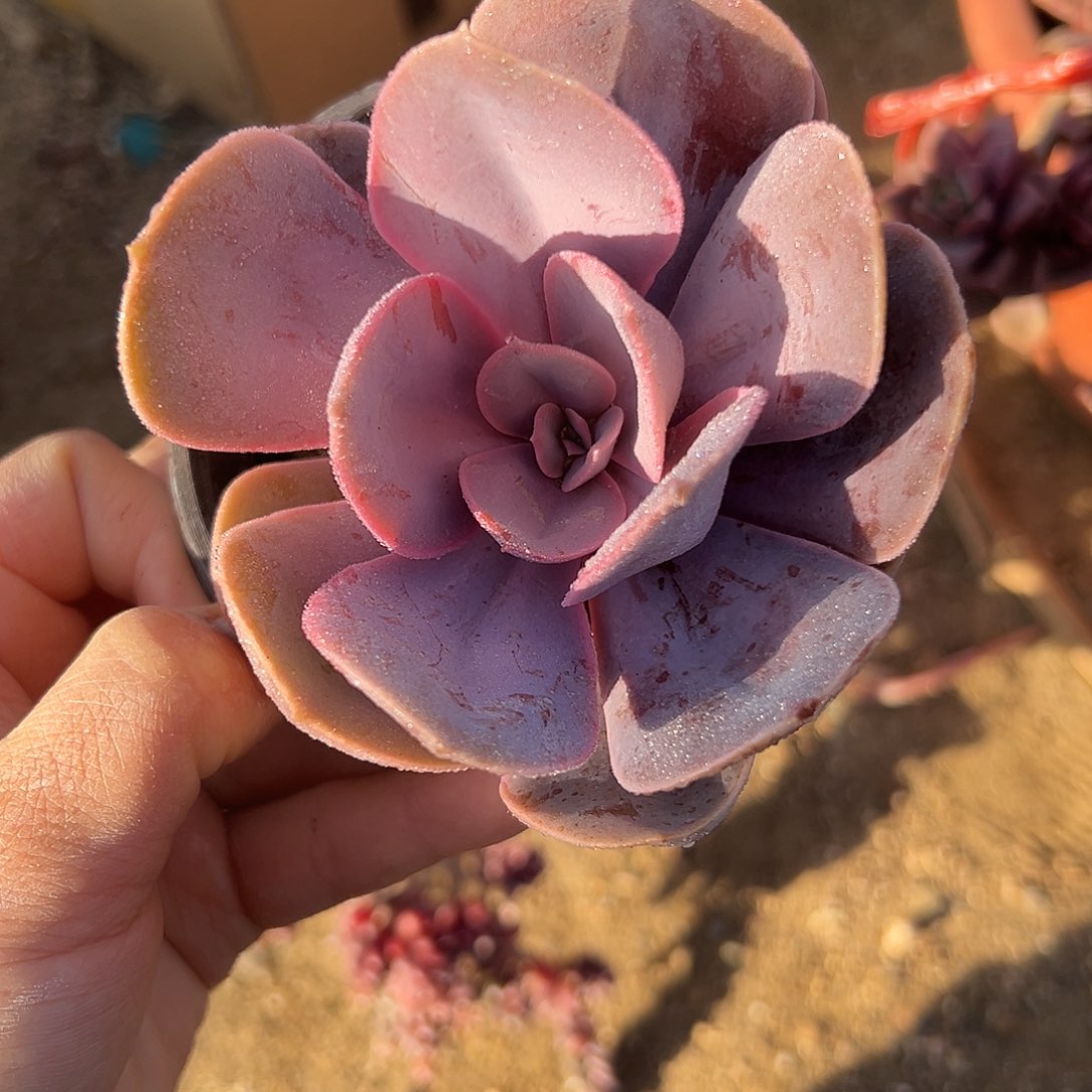 尔亩植物植物中央音乐学院