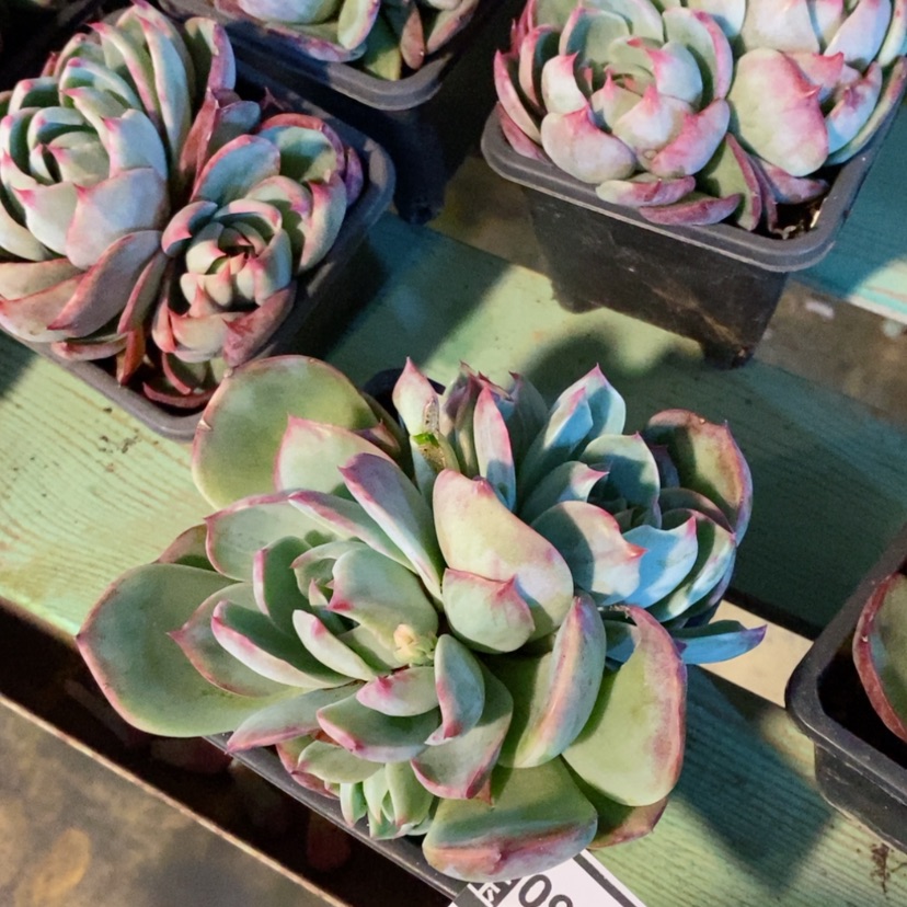 【闪购商品】惊鸿仙子09150