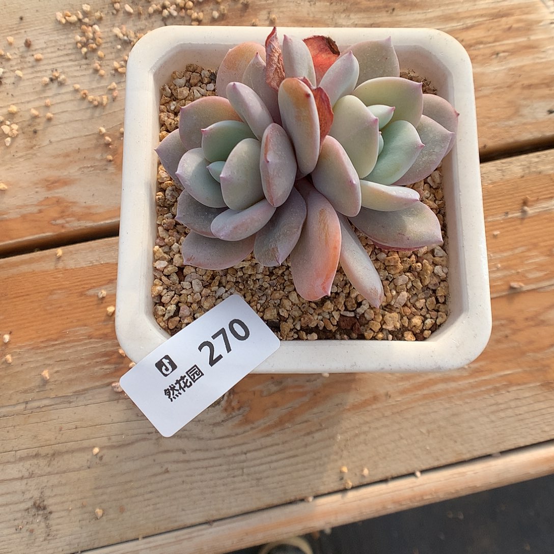 270奶茶多肉植物666