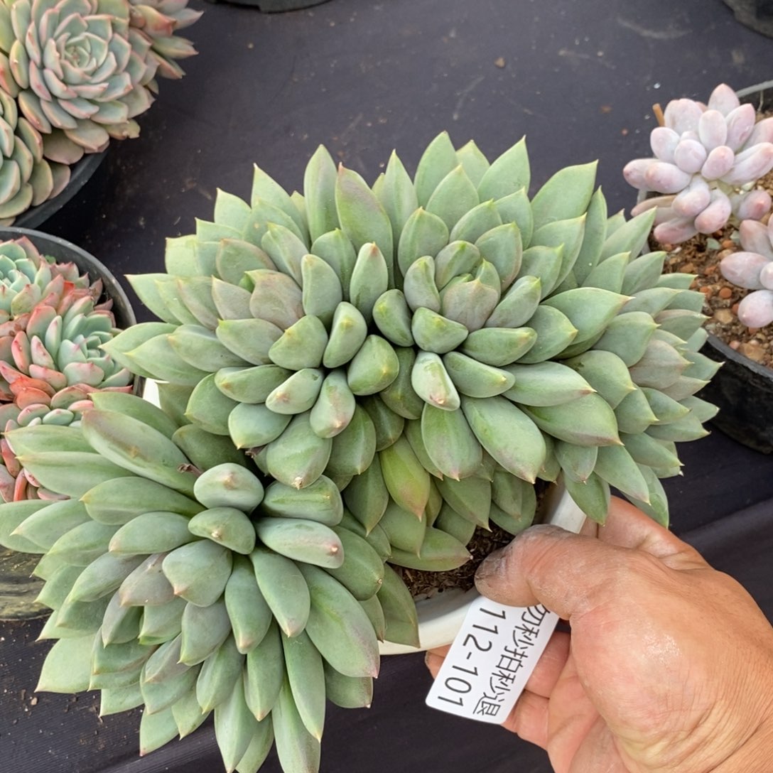 两单包邮1112-101象牙缀