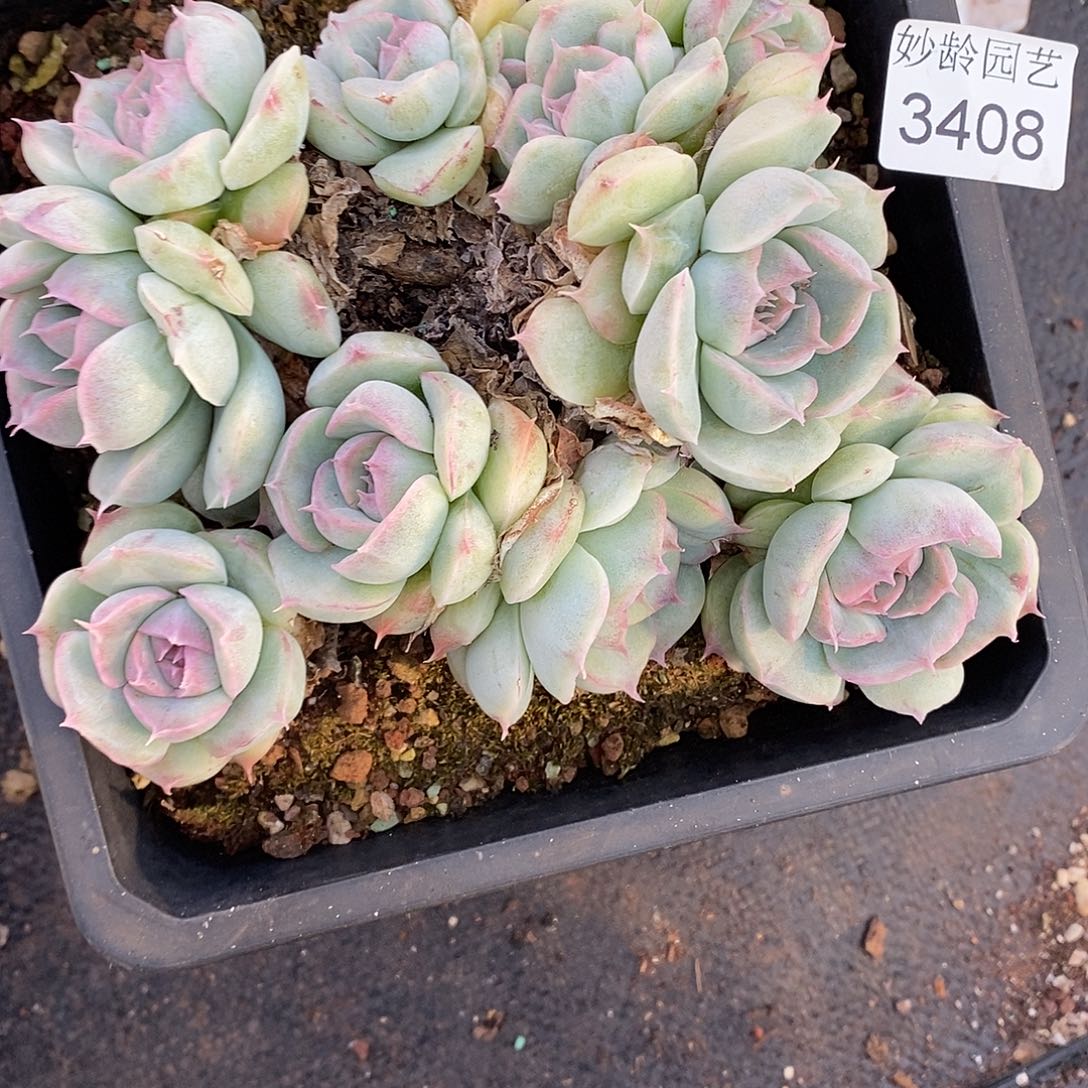 A***光3408散群掉头不售后～15厘米