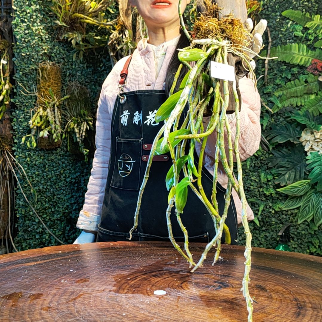 【闪购商品】355报春花卉