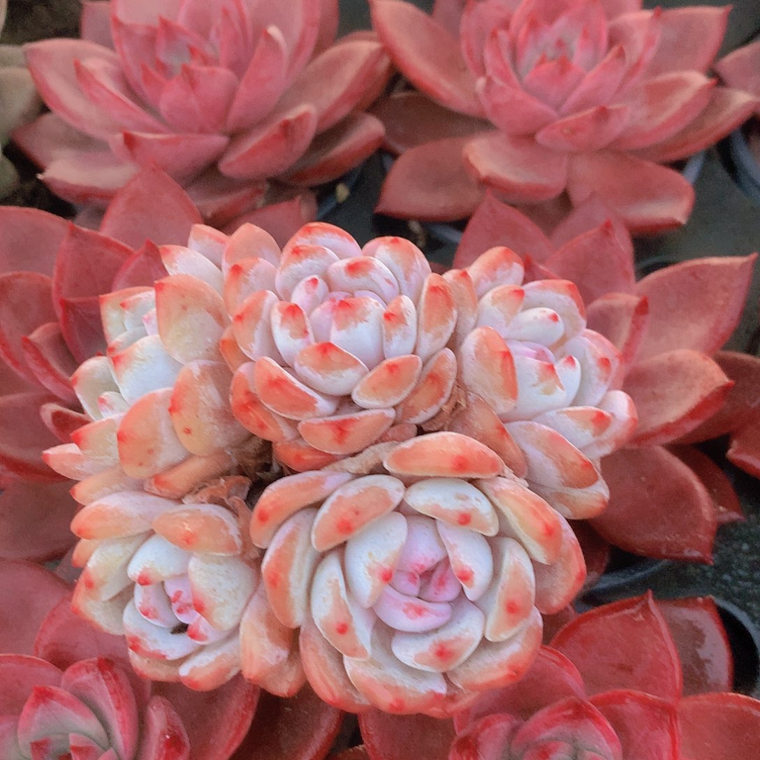 五头石榴籽群44567889990