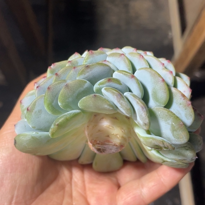 凤橙缀化鸡腿圆腿尺寸12