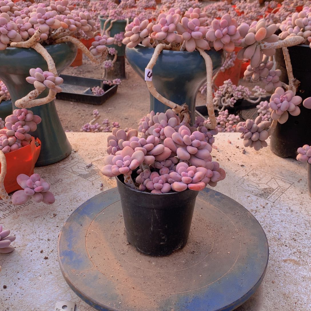 20一物一拍桃蛋老桩