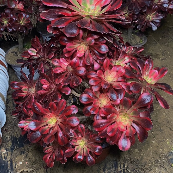 芳***园香奈儿老桩捧花福利的822号