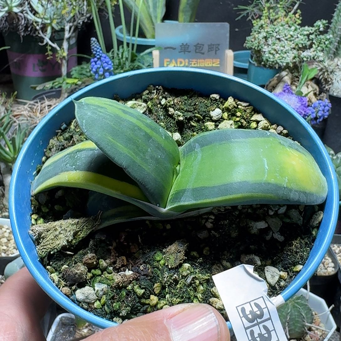 忘***歌334军配卧牛锦带盆发货