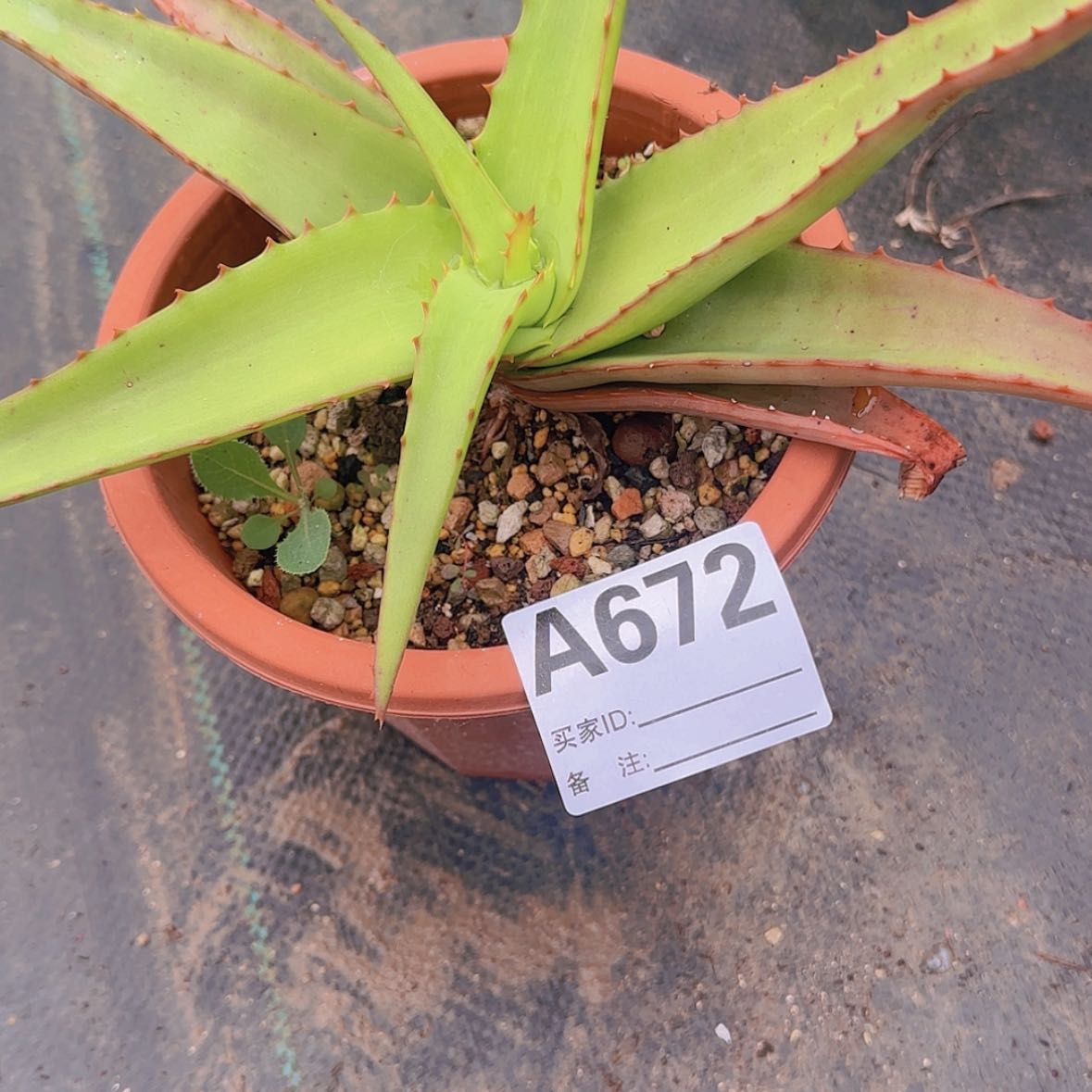 【闪购商品】真***名块根植物