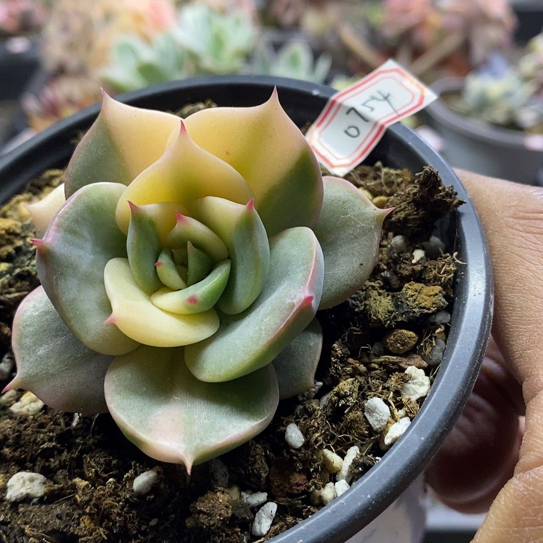 0754贝加尔湖锦多肉