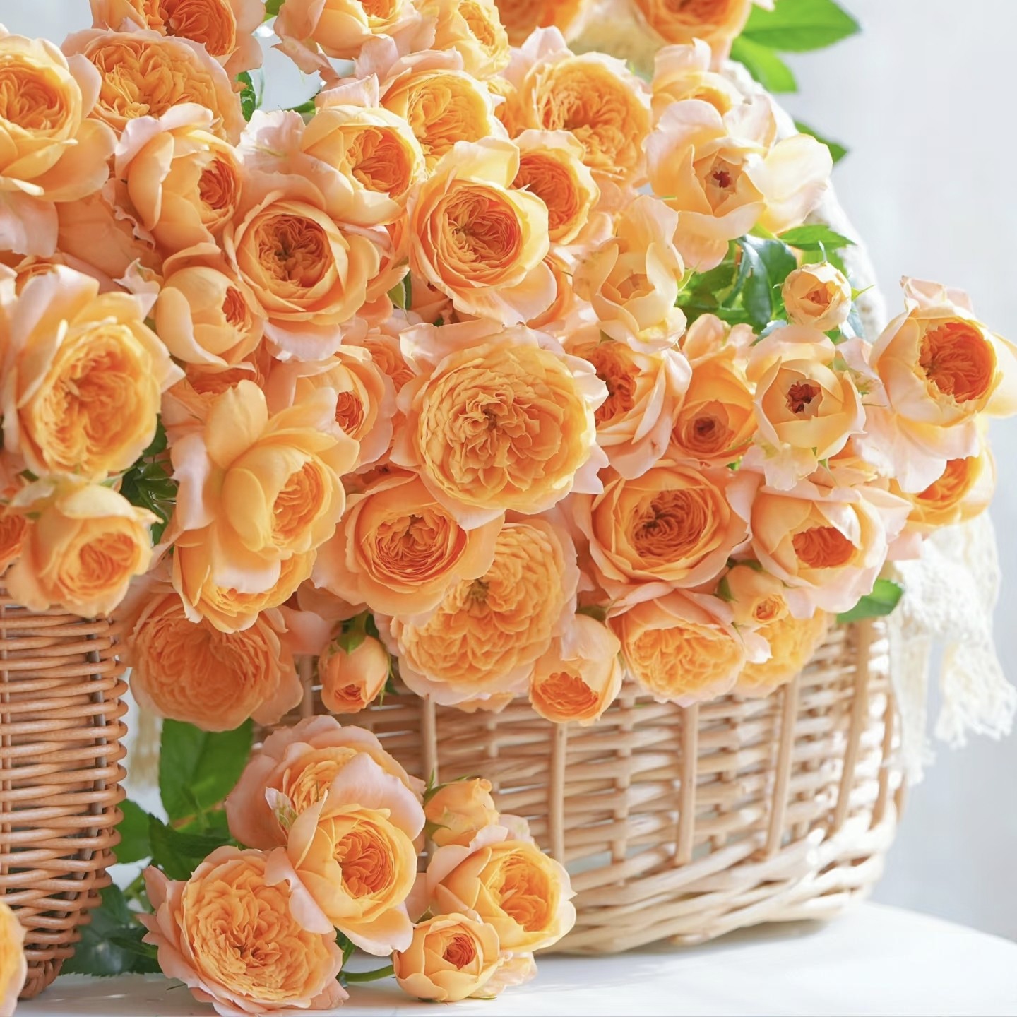 藤本果汁阳台 多头爆花系列 四季爬藤月季花苗