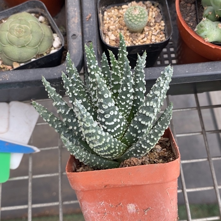 伯克利和格蕾特的故事也是一