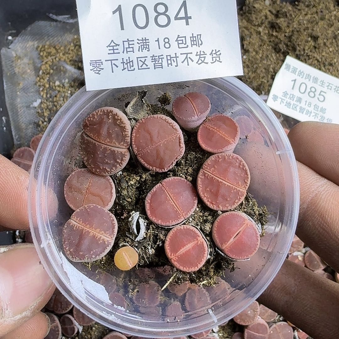 1084 哈哈哈哈哈哈哈