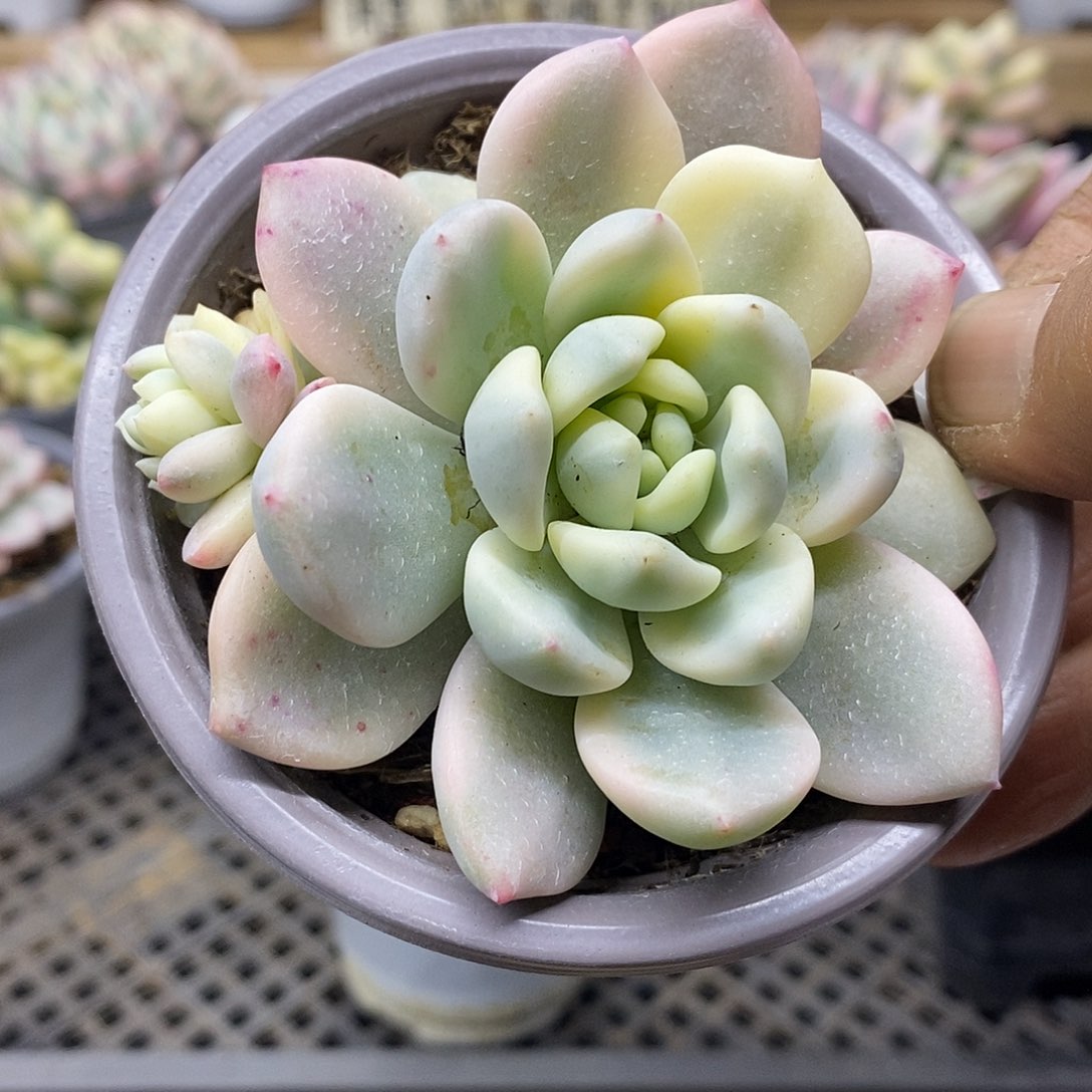 2526 望舒覆轮锦带崽 需延时发货