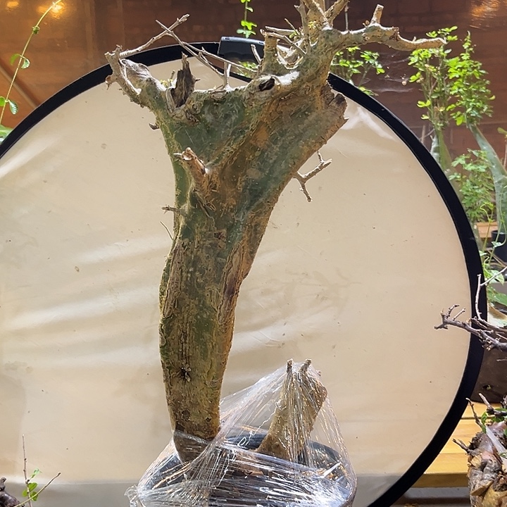 汤圆植物卡派翠丝橄榄