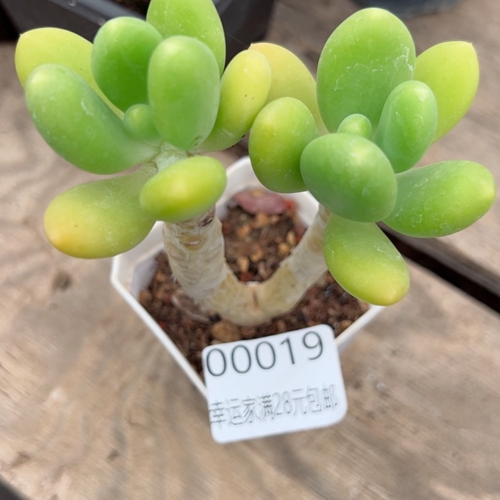 幸运的是我的朋友是