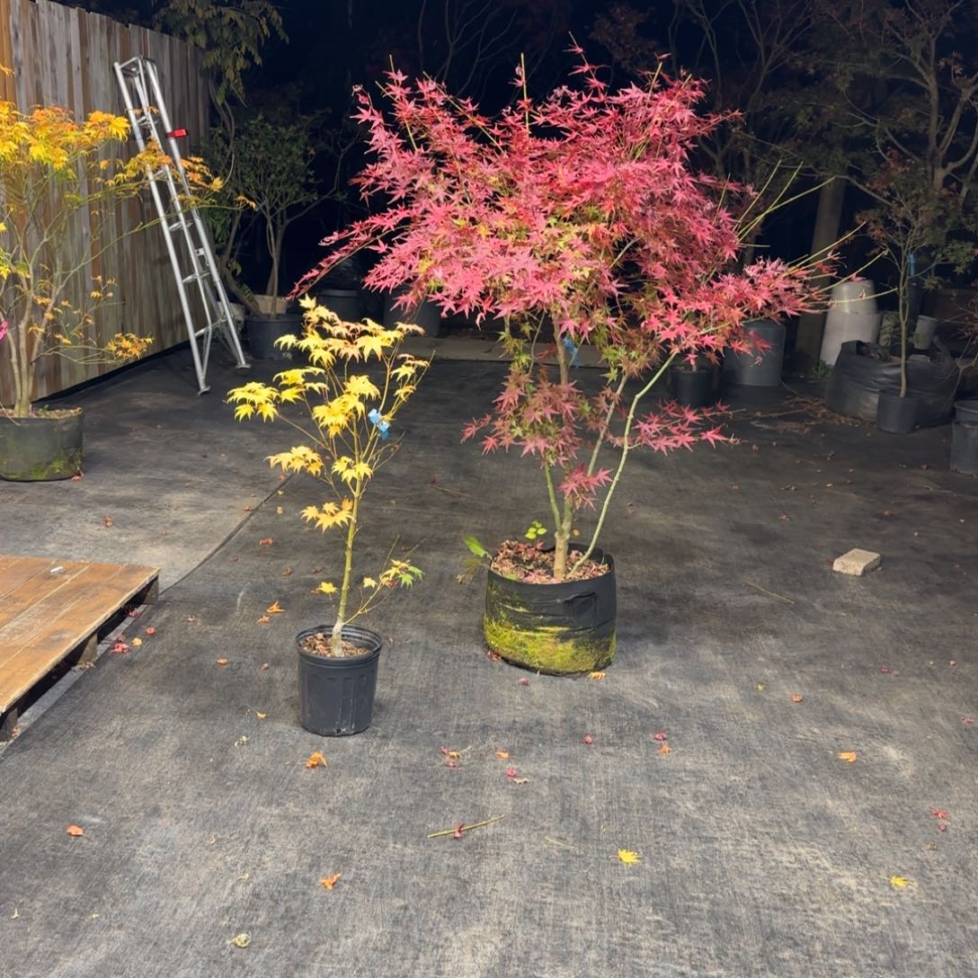 无花朵茜空加黄八丈一物一拍