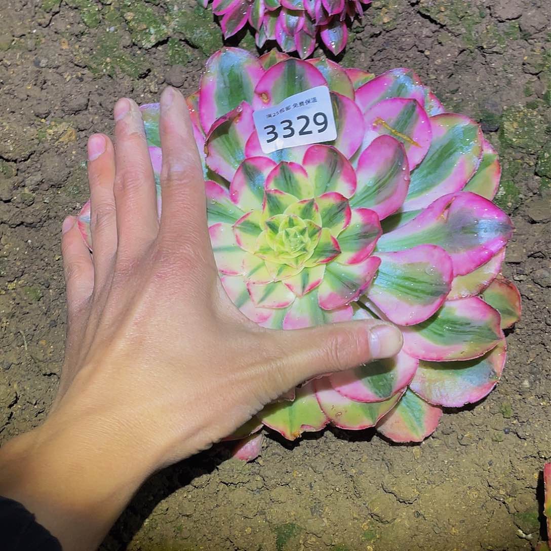 3329爱丽丝多肉植物