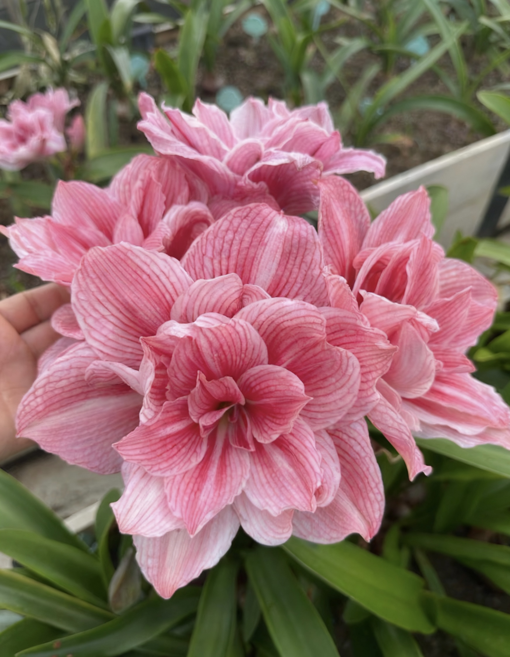 包对版（孤宝仙子）台湾朱顶红种球重瓣基地球