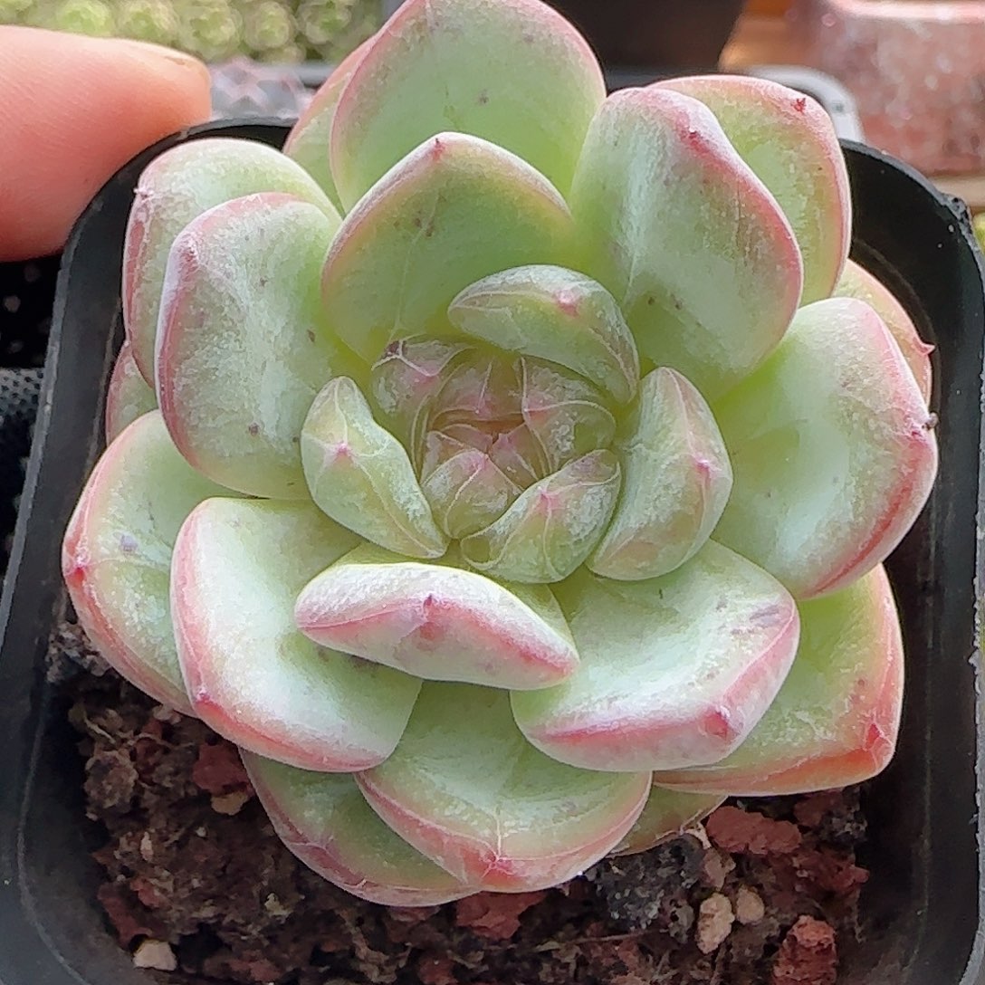 多肉0907-209星星珍妮