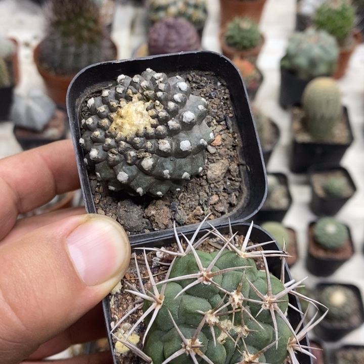 墨碟碧岩玉2颗特价