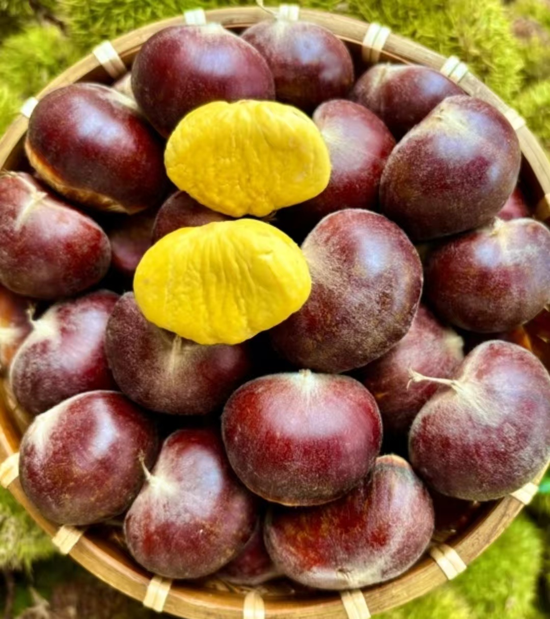 高山老树新鲜板栗现摘现发粉糯香甜好剥皮