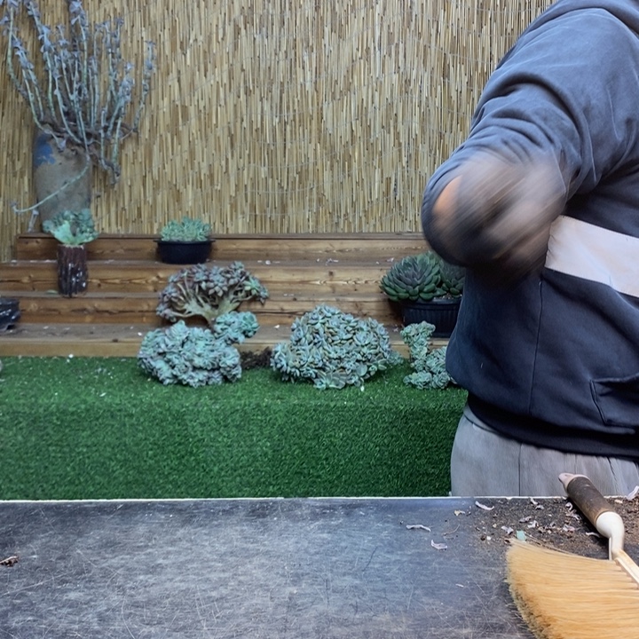 爱***肉370号白胖子多肉植物