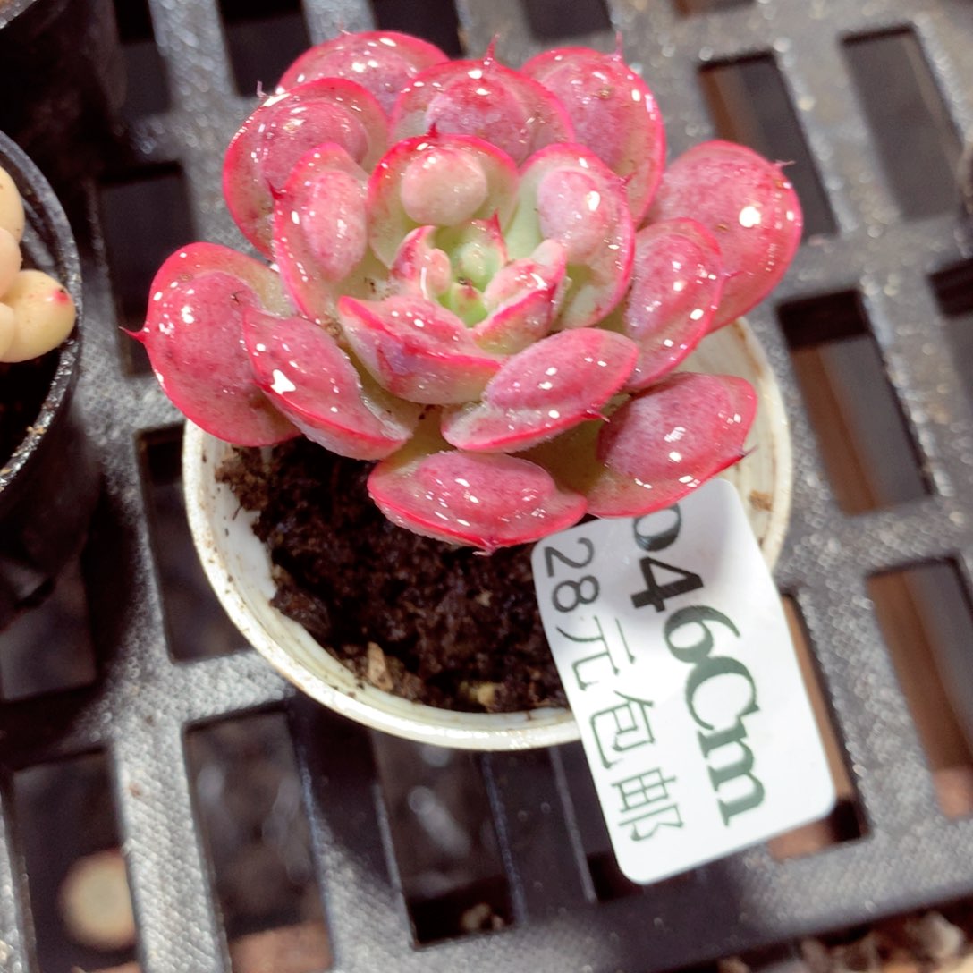 5厘米盆精控多肉046