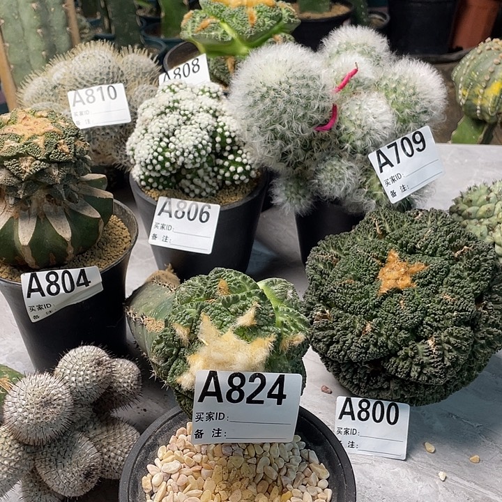 完全开放824龟甲一个