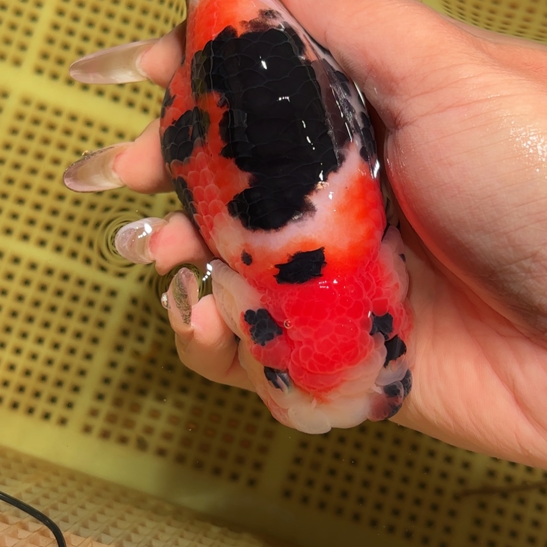 如***水金鱼拍包装箱包邮，不拍包装运费到付