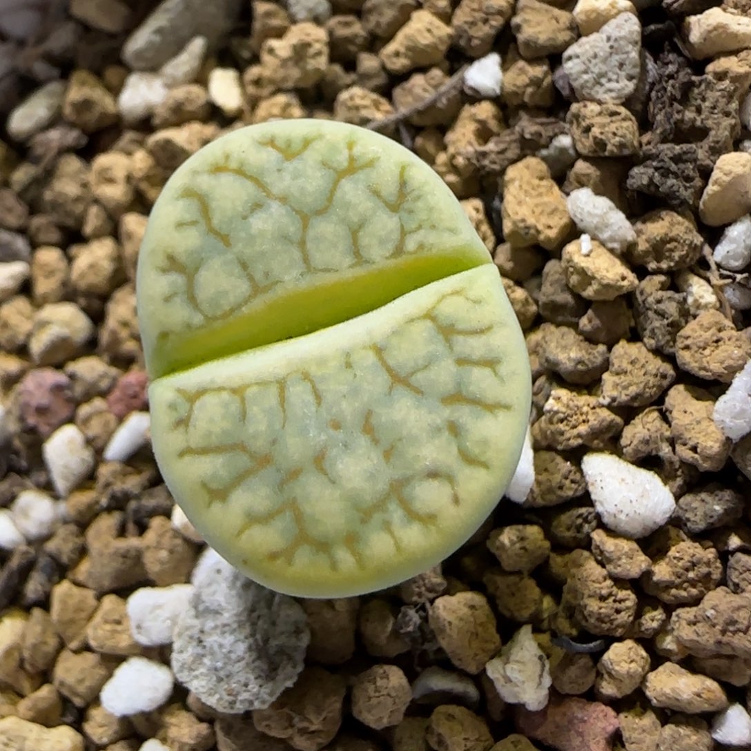 12.18。   绿荒。  2043