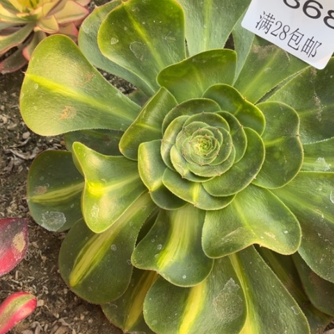 暴君多肉多肉5368