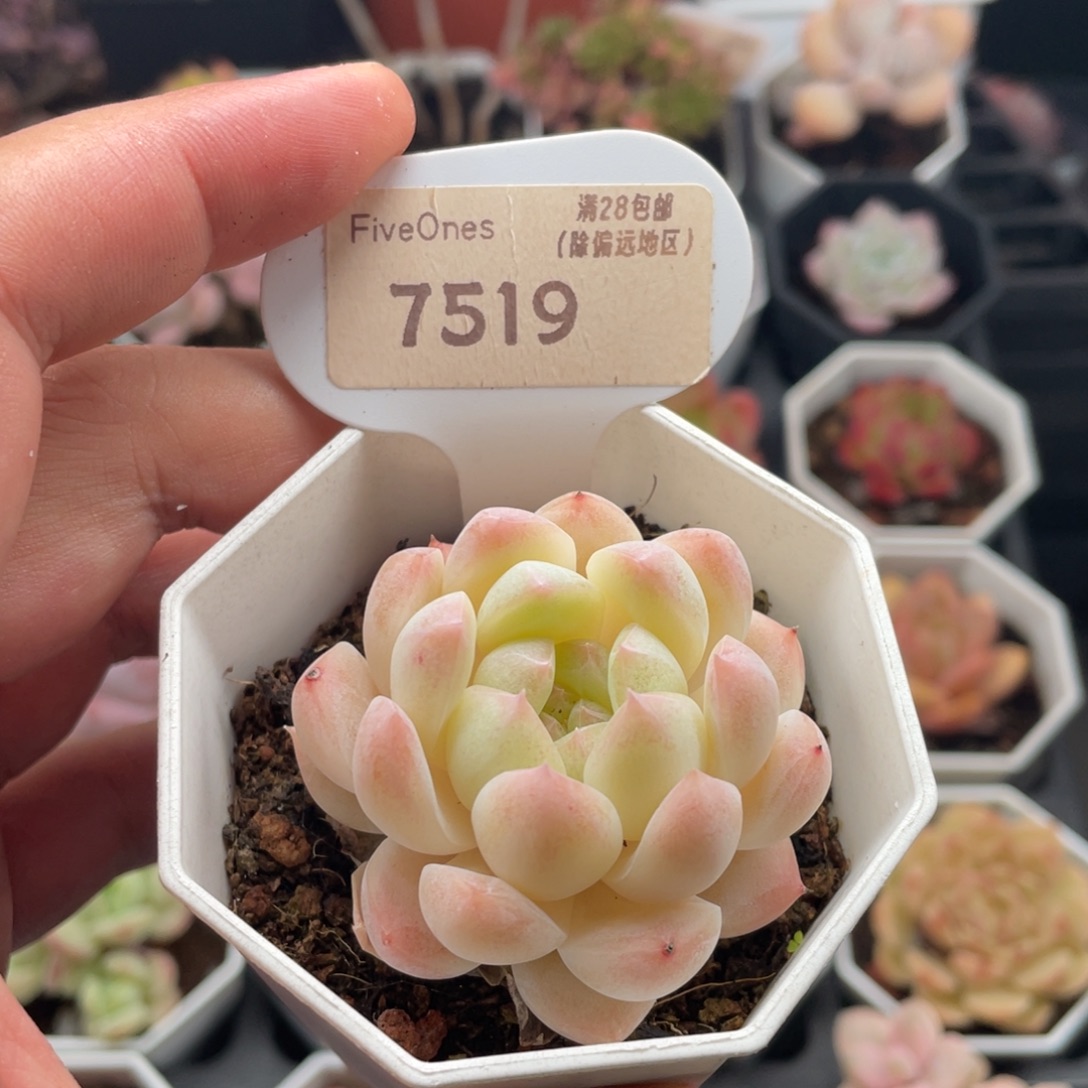 白桃汽水7519-5厘米