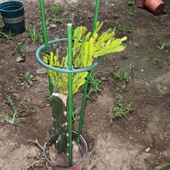 用***3当前无花栽培后可以开花花架两套