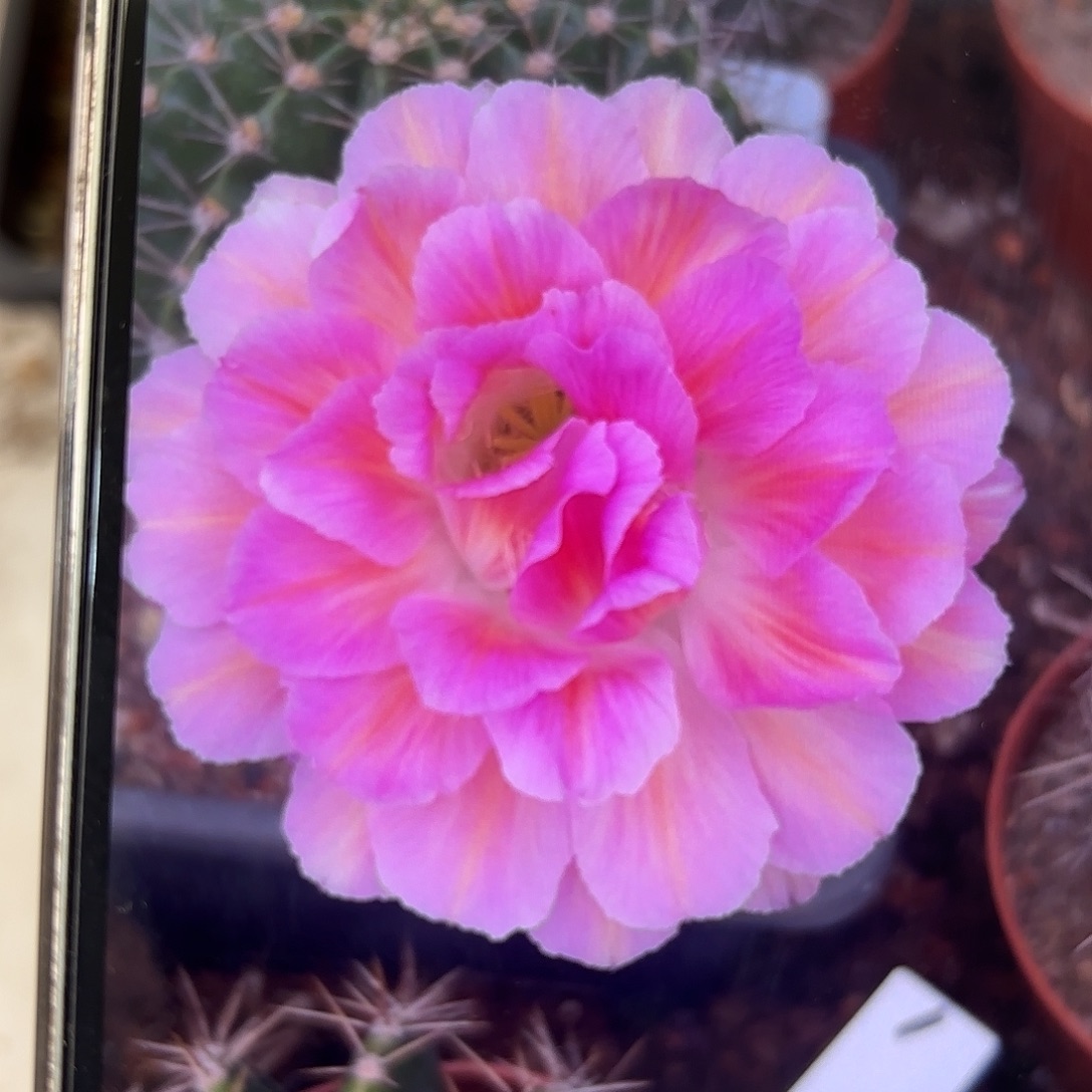 彩草青青2号5公分侧牙