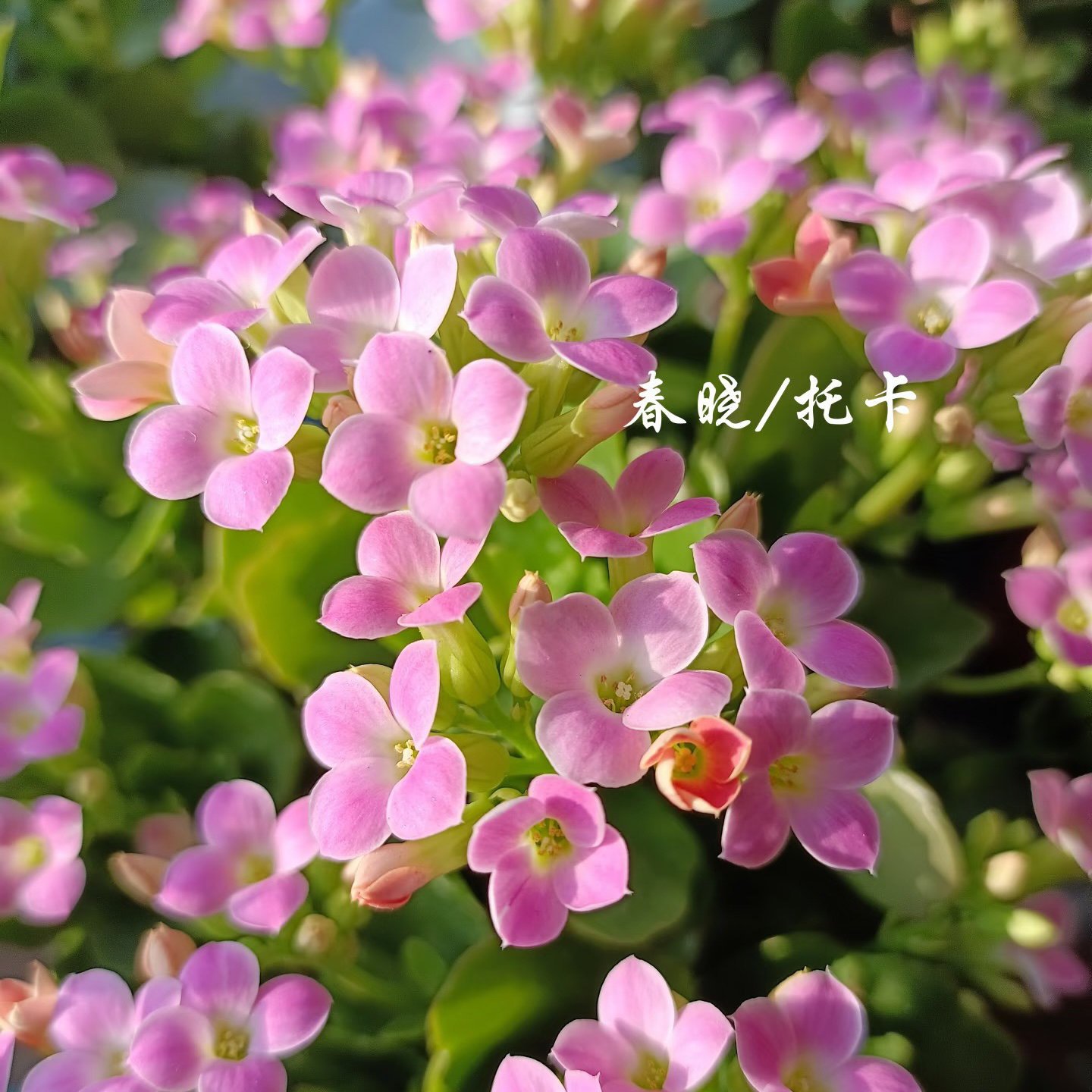 【春晓（单瓣）】稀有品种长寿花勤花好养盆栽