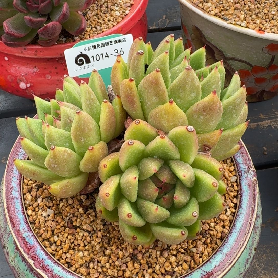 从前慢多肉精选编号1014.36