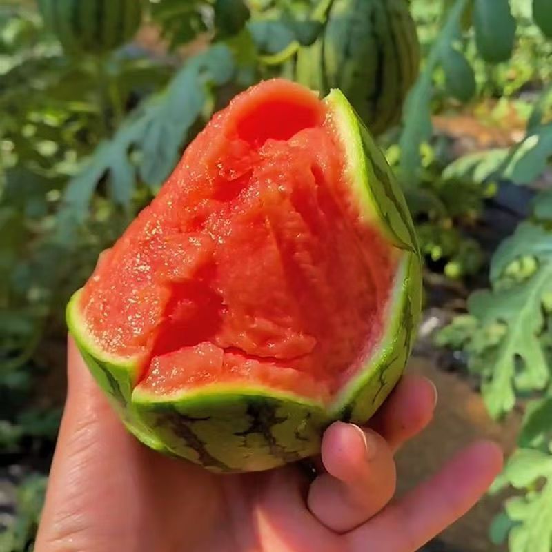 正宗小糖丸西瓜1-2共净4斤以上包邮送货上楼纯甜无酸口今天拍明天到新鲜黑龙江省