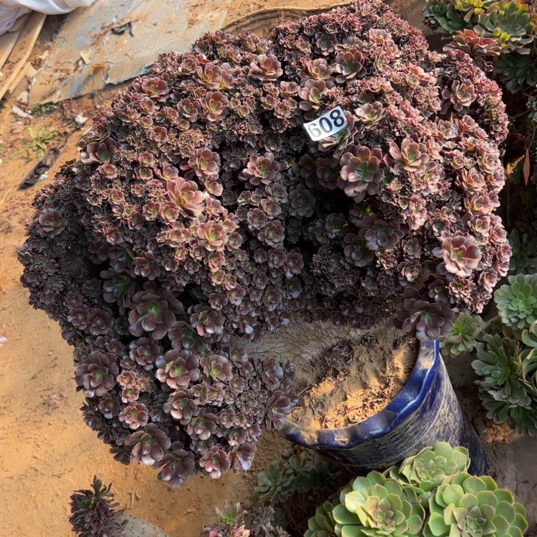 欧紫朵朵有伤608冠服63