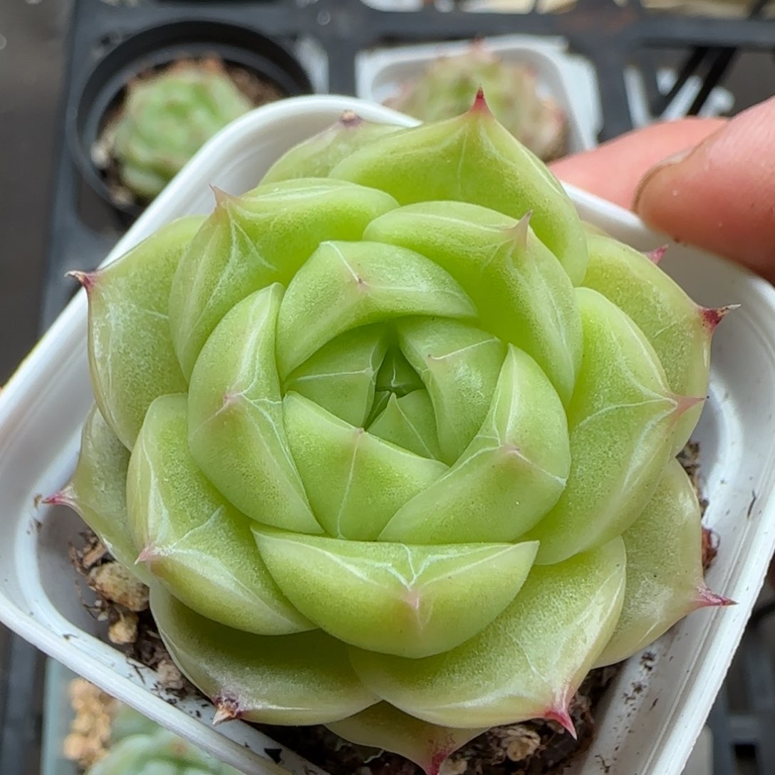 一物一拍麦秆珍妮