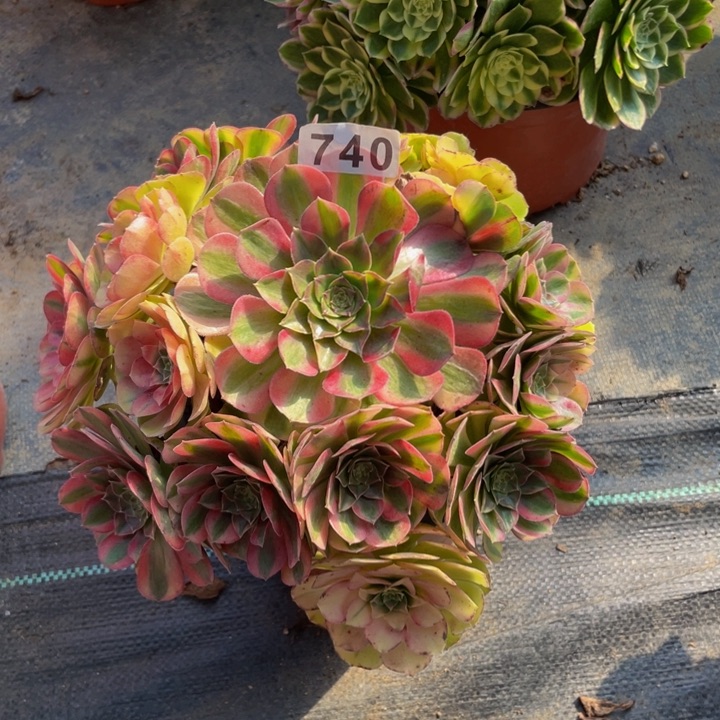 740老庄多肉法师雨荷