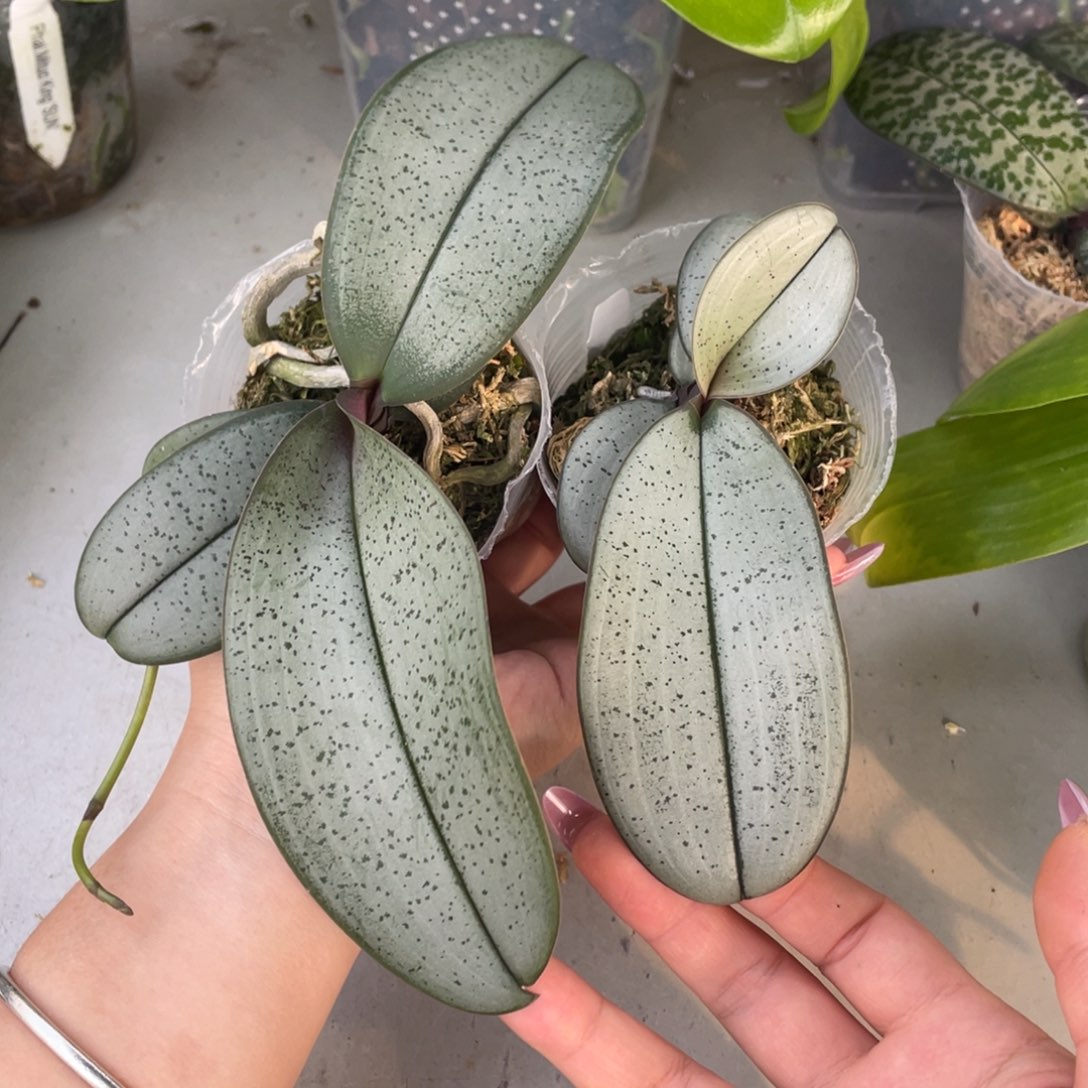 当前无花栽培后可以开花2.5超银西一颗